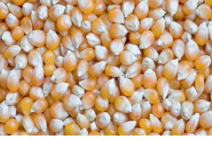 Corn from Russia